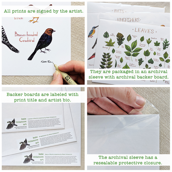 Wholesale Backyard Birds Field Guide Art Print: North Carolina