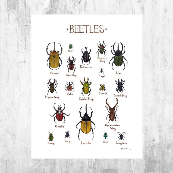 Wholesale Field Guide Art Print: Beetles