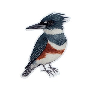 Wholesale Vinyl Sticker: Belted Kingfisher (Female)