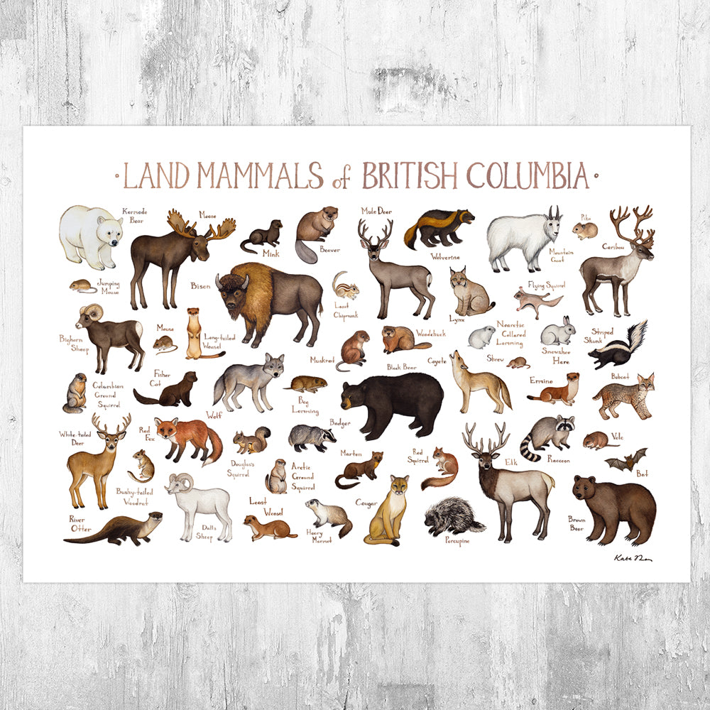 Wholesale Mammals Field Guide Art Print: British Columbia