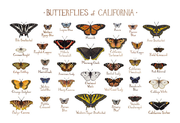 Wholesale Butterflies Field Guide Art Print: California
