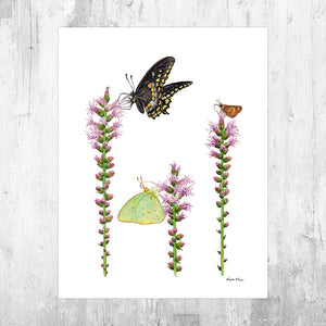 Wholesale Art Print: Butterflies on Blazing Star Wildflowers