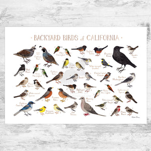 Wholesale Backyard Birds Field Guide Art Print: California