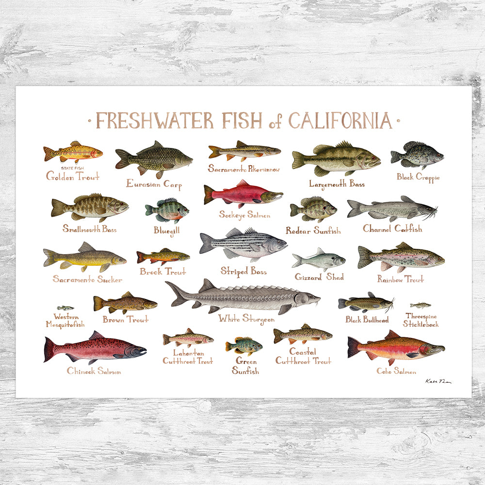 Wholesale Freshwater Fish Field Guide Art Print: California