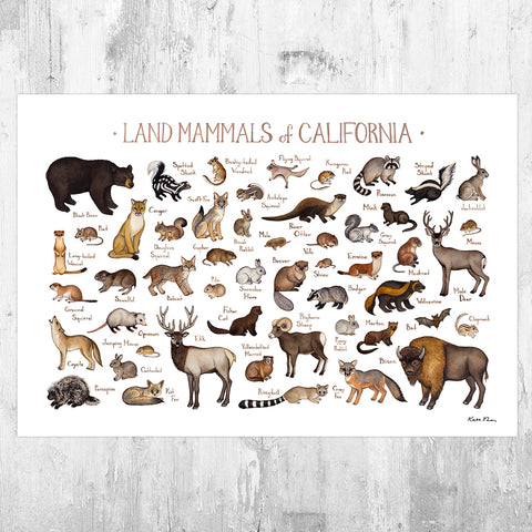 Wholesale Mammals Field Guide Art Print: California