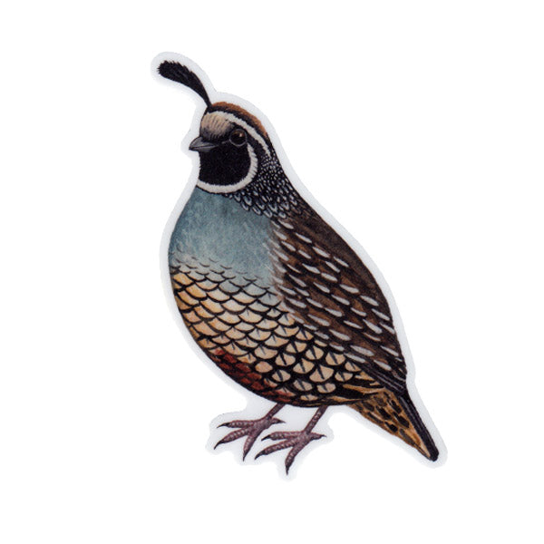 Wholesale Vinyl Sticker: California Quail