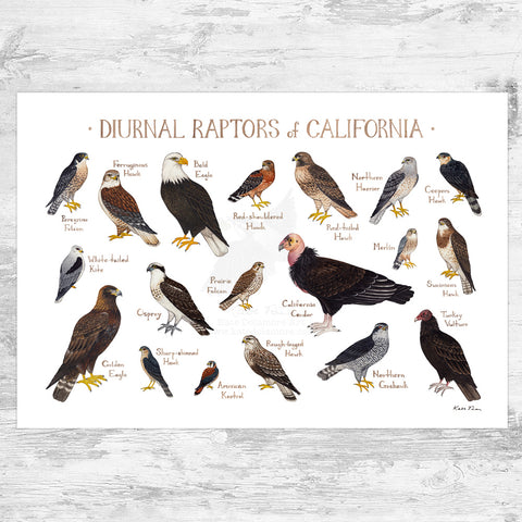 Wholesale Raptors Field Guide Art Print: California