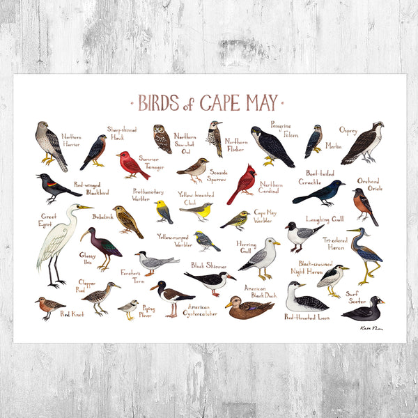 Wholesale Field Guide Art Print: Cape May Birds