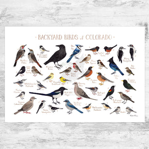 Wholesale Backyard Birds Field Guide Art Print: Colorado