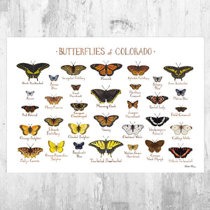 Wholesale Butterflies Field Guide Art Print: Colorado