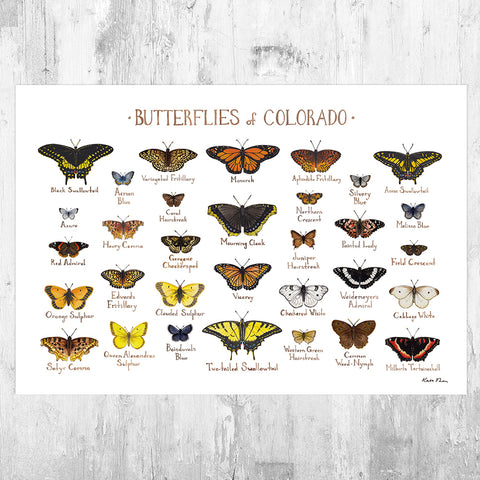 Wholesale Butterflies Field Guide Art Print: Colorado