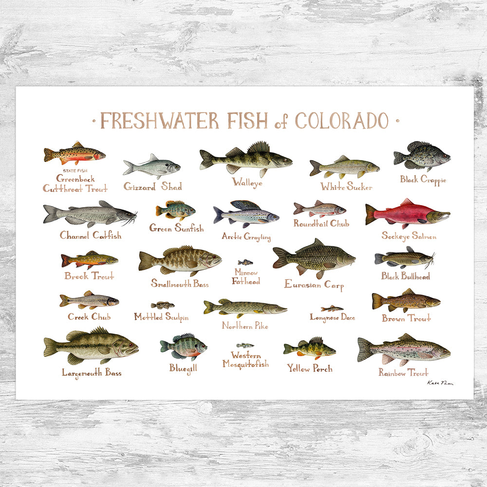 Wholesale Freshwater Fish Field Guide Art Print: Colorado