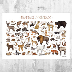 Wholesale Mammals Field Guide Art Print: Colorado