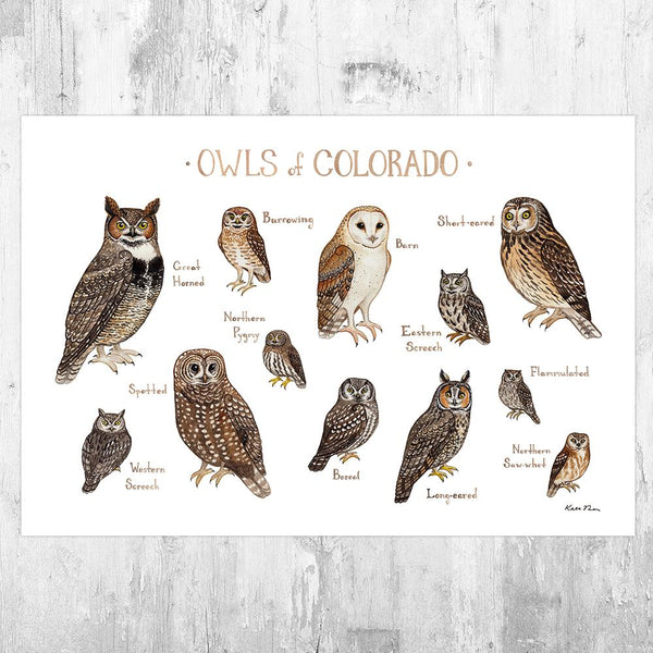 Wholesale Owls Field Guide Art Print: Colorado