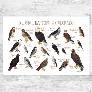 Wholesale Raptors Field Guide Art Print: Colorado