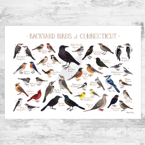 Wholesale Backyard Birds Field Guide Art Print: Connecticut