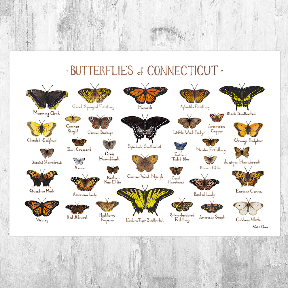 Wholesale Butterflies Field Guide Art Print: Connecticut