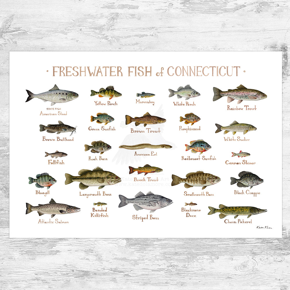 Wholesale Freshwater Fish Field Guide Art Print: Connecticut