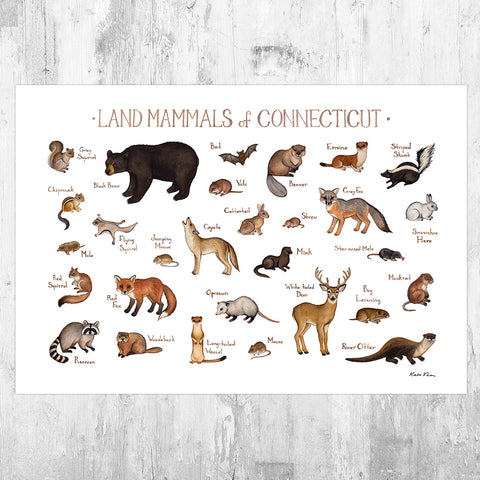 Wholesale Mammals Field Guide Art Print: Connecticut