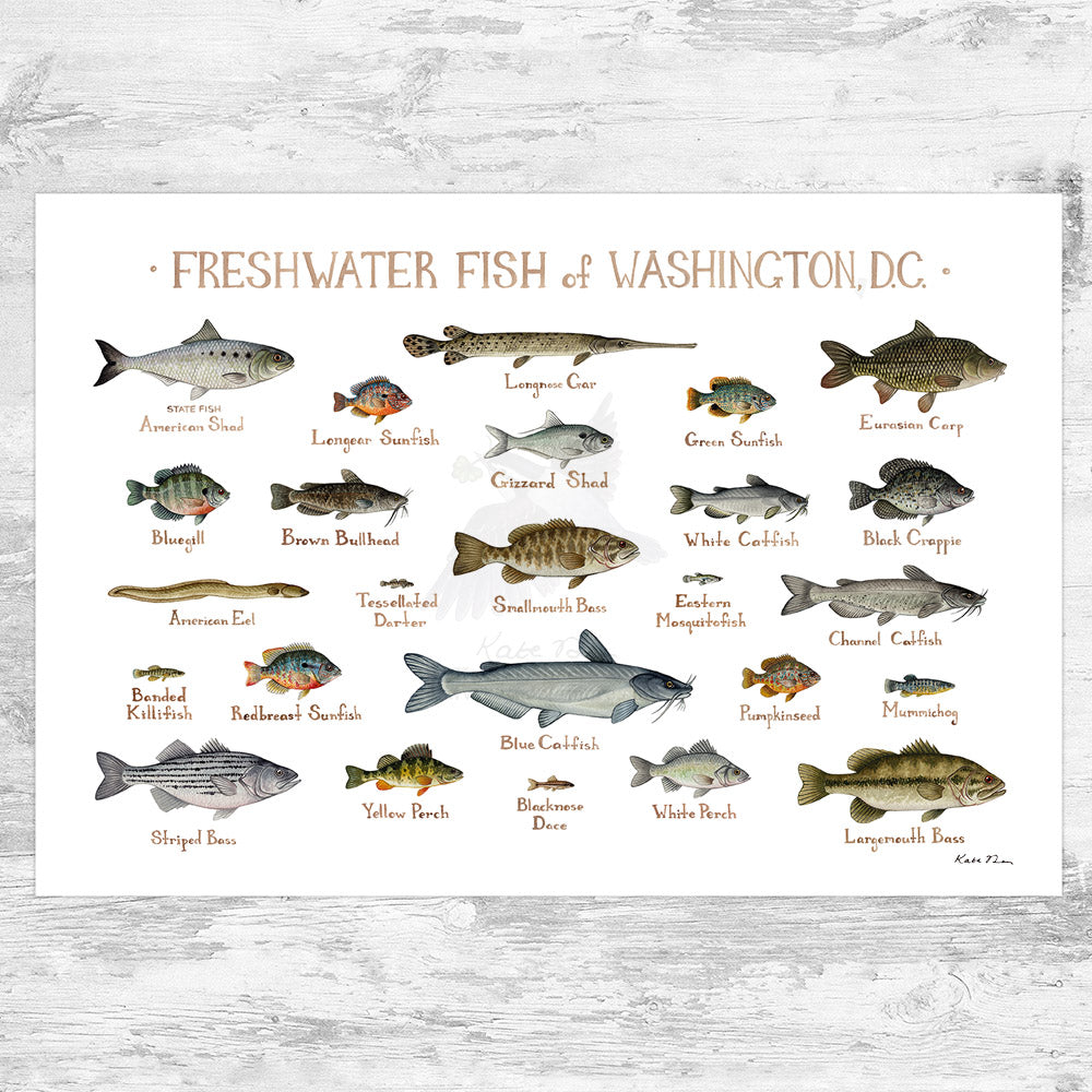 Wholesale Freshwater Fish Field Guide Art Print: Washington, D.C.