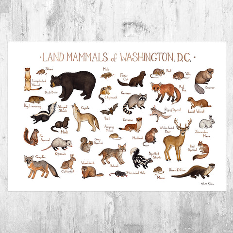Wholesale Mammals Field Guide Art Print: Washington, D.C.