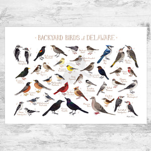 Wholesale Backyard Birds Field Guide Art Print: Delaware