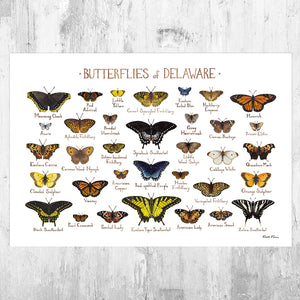 Wholesale Butterflies Field Guide Art Print: Delaware