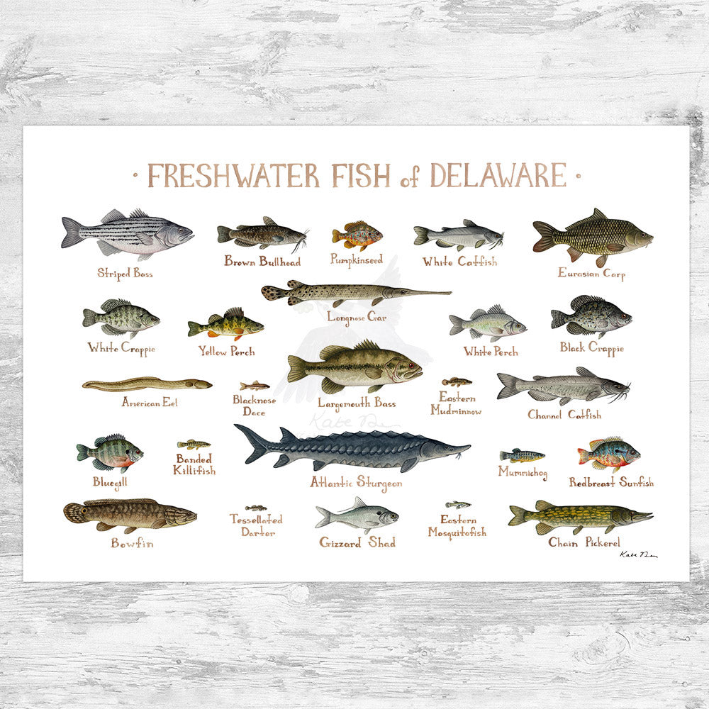 Wholesale Freshwater Fish Field Guide Art Print: Delaware