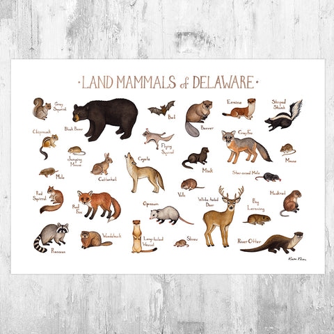 Wholesale Mammals Field Guide Art Print: Delaware