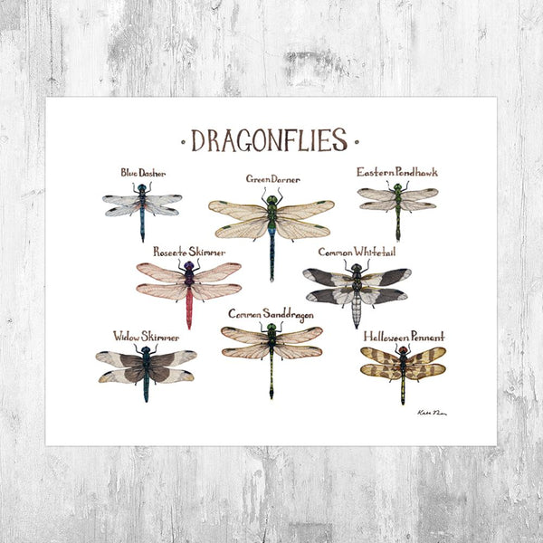 Wholesale Field Guide Art Print: Dragonflies