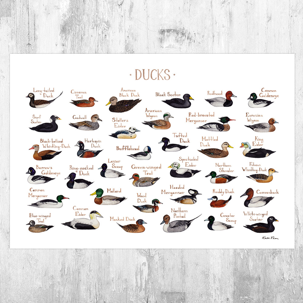 Wholesale Field Guide Art Print: Ducks of North America