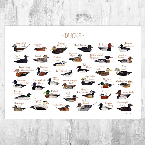 Wholesale Field Guide Art Print: Ducks of North America