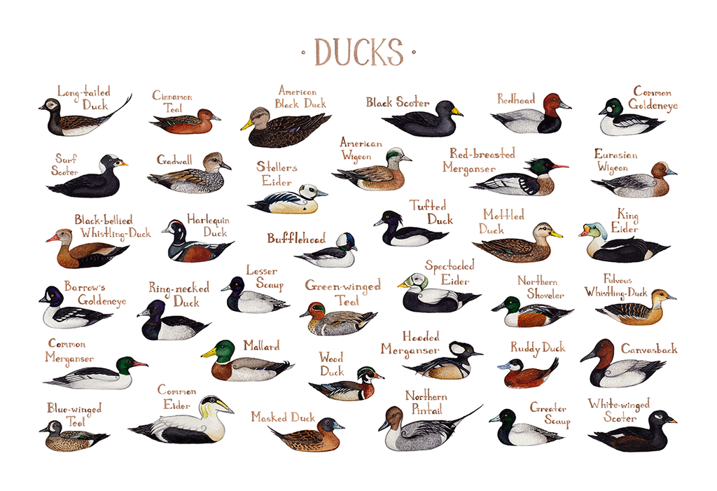 Duck Species Chart