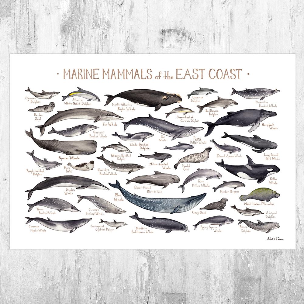 Wholesale Marine Mammals Field Guide Art Print: East Coast