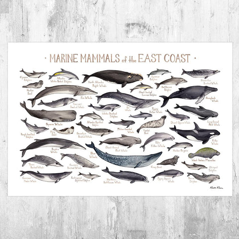 Wholesale Marine Mammals Field Guide Art Print: East Coast