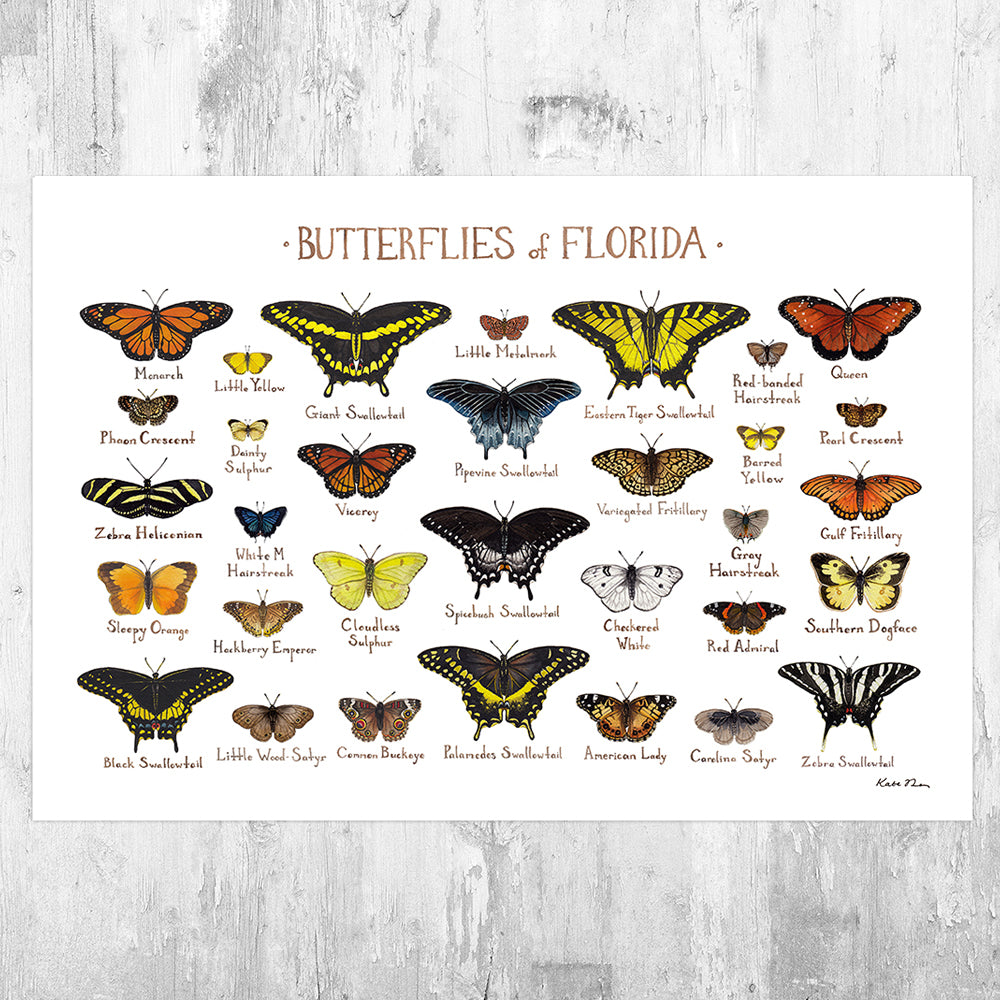 Wholesale Butterflies Field Guide Art Print: Florida