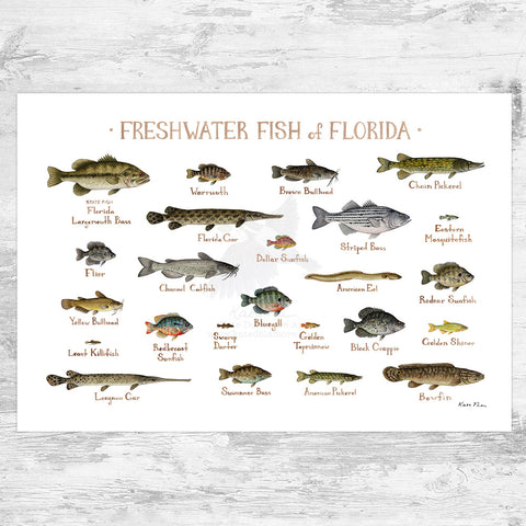 Wholesale Freshwater Fish Field Guide Art Print: Florida