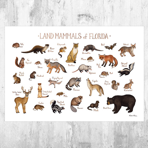 Wholesale Mammals Field Guide Art Print: Florida