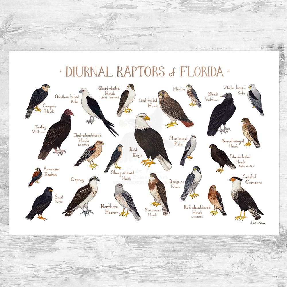 Wholesale Raptors Field Guide Art Print: Florida