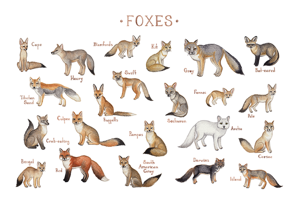 Wholesale Field Guide Art Print: Foxes of the World