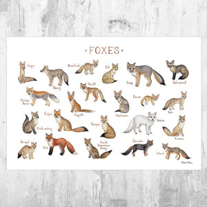 Wholesale Field Guide Art Print: Foxes of the World