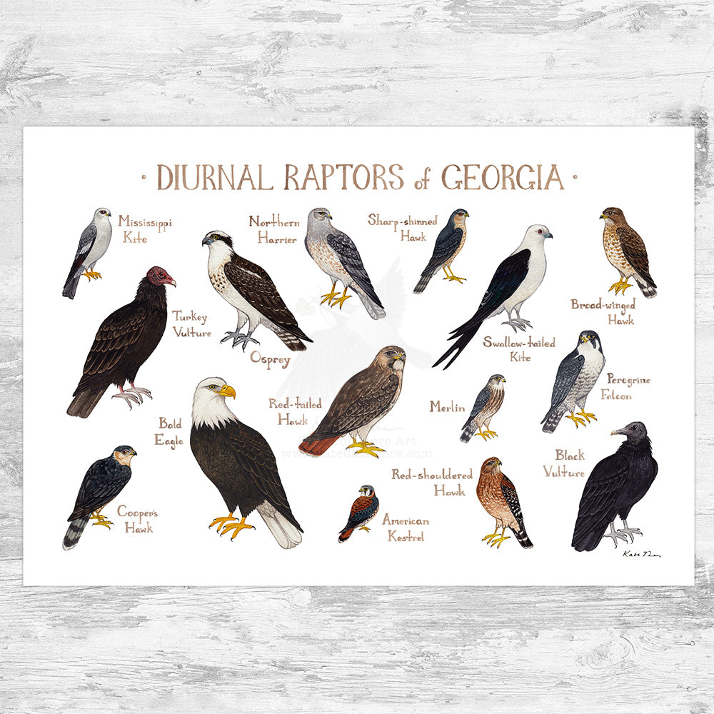 Wholesale Raptors Field Guide Art Print: Georgia