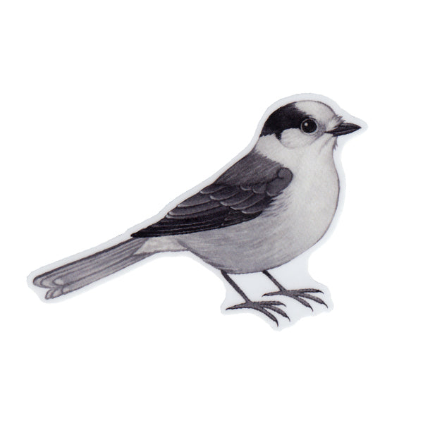 Wholesale Vinyl Sticker: Canada Jay