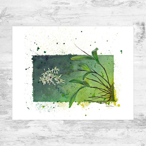 Wholesale Art Print: Green Fly Orchid