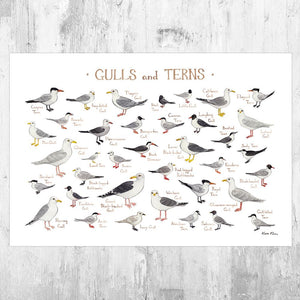 Wholesale Field Guide Art Print: Gulls and Terns of North America