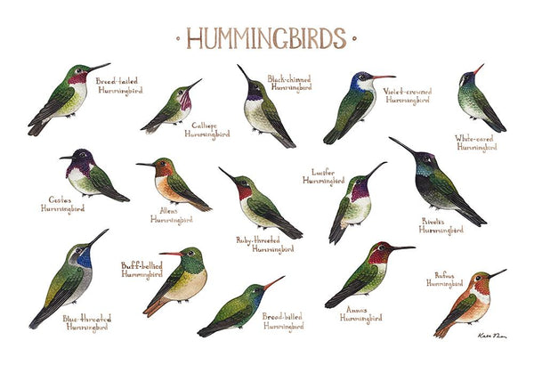 Wholesale Field Guide Art Print: Hummingbirds of North America