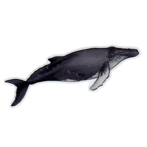 Wholesale Vinyl Sticker: Humpback Whale
