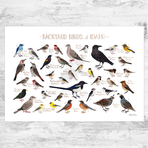 Wholesale Backyard Birds Field Guide Art Print: Idaho