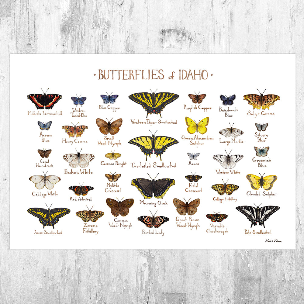Wholesale Butterflies Field Guide Art Print: Idaho