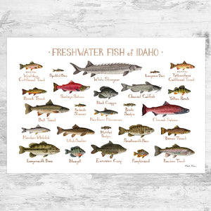 Wholesale Freshwater Fish Field Guide Art Print: Idaho